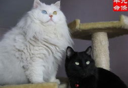猫咪私密,探寻毛球们的隐秘世界